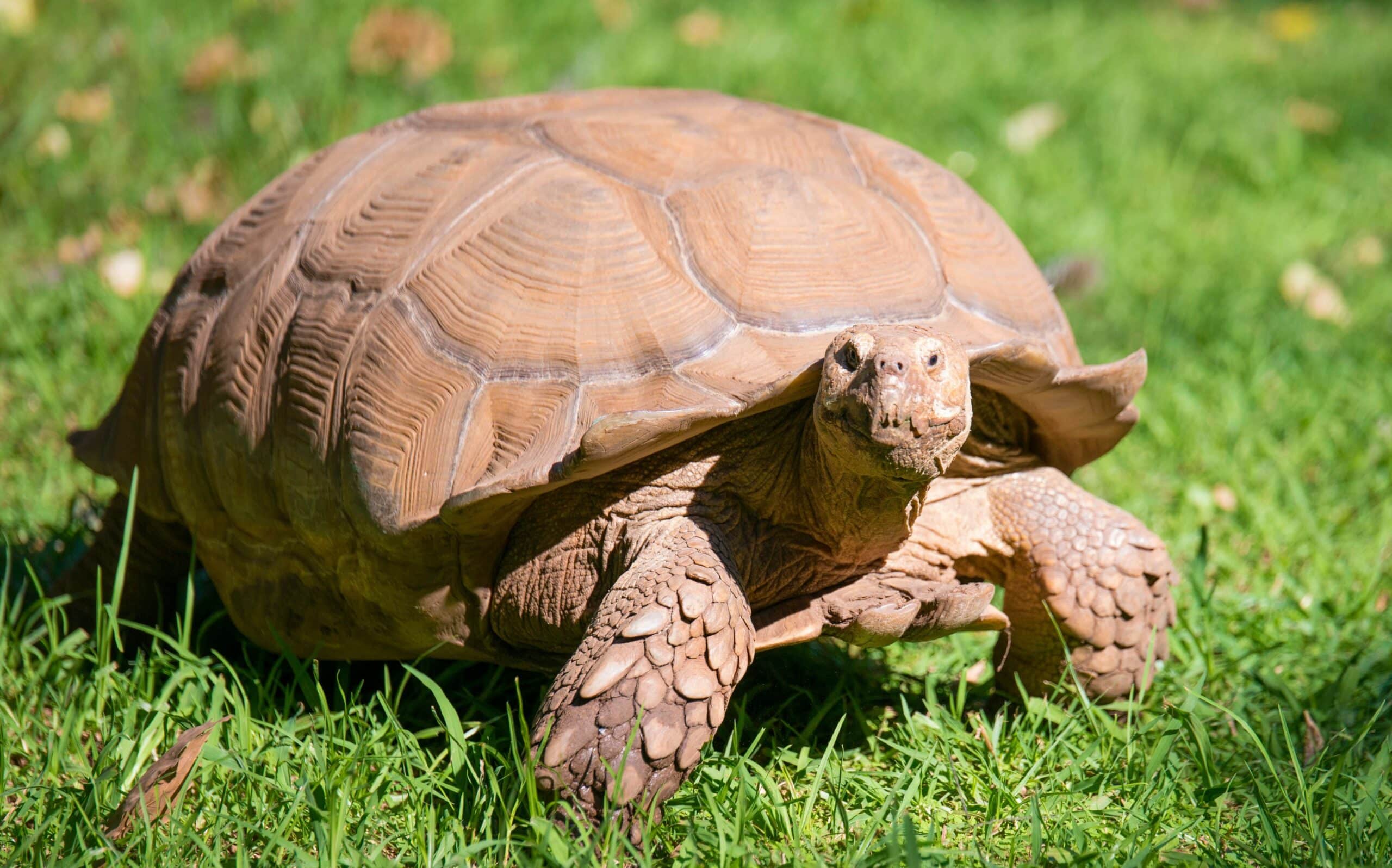 tortue